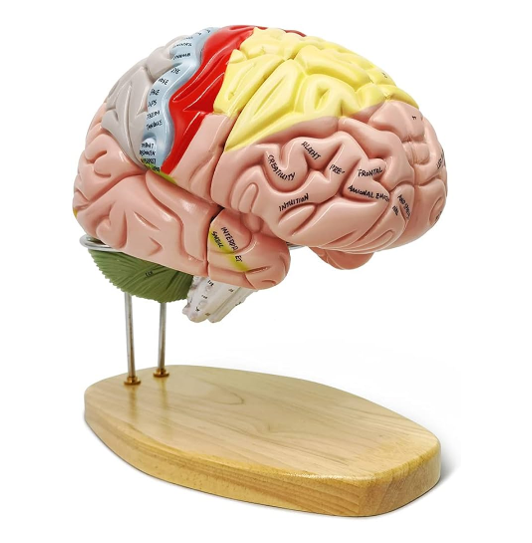 Screenshot 2025-11-29 120319 Model: Brain - Image 1