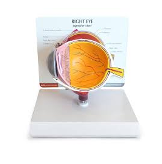 Screenshot 2025-11-29 120633 Specimen in Plastic Jar (Common) - Image 1