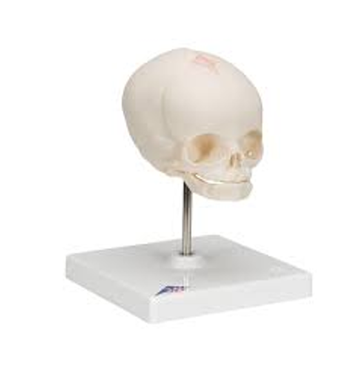 Screenshot 2025-12-02 163447 Fetal skull model - Image 1